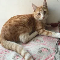 واگذاری