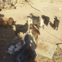 بزغاله نر چاق سبک