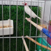 گلوبریده سفید