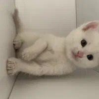 گربه پرشین|گربه|بناب, |دیوار