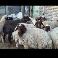 فروش ۱۲ عدد بره پرواری سبک|حیوانات مزرعه|ایلام, |دیوار