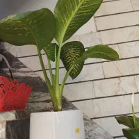 وسیله شخصی