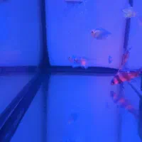 آکواریوم و ماهیان زینتی|ماهی|شیراز, کوشک میدان|دیوار