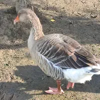 غوغاز غاز محلی