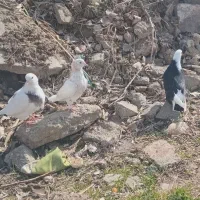 چهار عدد کبوتر خوب