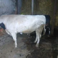 گوساله نر