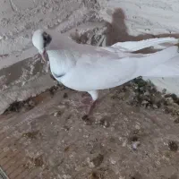 کبوتر|پرنده|اردبیل, |دیوار