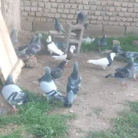 مسافتی|پرنده|باروق, |دیوار