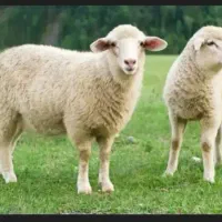 فروش گوسفند معاوضه باماشین