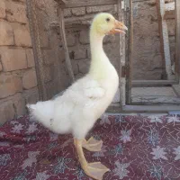 جوجه قوغاز درشت یک ماهه سالم و تمیز
