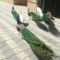 پرنده زینتی|پرنده|ارسنجان, |دیوار