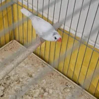 مرغ عشق و فنج و سهره|پرنده|شیراز, بریجستون|دیوار