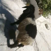 چوپان نیازمند چوپان برای گله