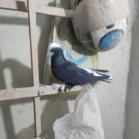 کفتر دانه ۲۰۰