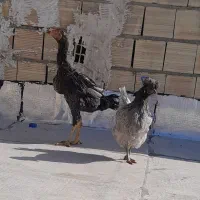 خروس‌لاری|حیوانات مزرعه|اسلام‌شهر, شهرک واوان|دیوار