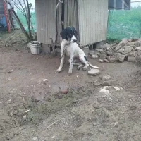 توله سگ شکاری