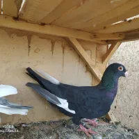 کبوتر  سوری ماده مست