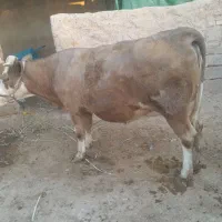گاو نر|حیوانات مزرعه|اهواز, زرگان|دیوار