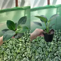 پتوس،کامپکت،شفلر،آگلونما ارزان|گل و گیاه طبیعی|کوچصفهان, |دیوار