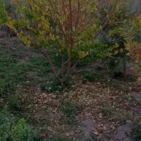 اجاره سوییت