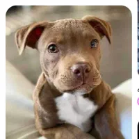 واگذاری سگ پیتبول قهوه ای