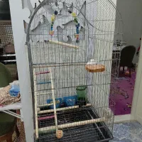 فروش دو عدد قفس عروس هلندی