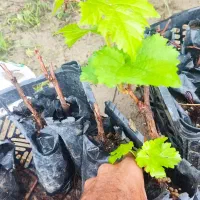 نهال انگور بلک مجیک گرمسیری