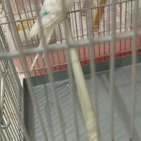 مرغ عشق با قفس سهره ای|پرنده|فردیس, فردیس|دیوار