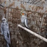 عروس هلندی مولد وایت فیس و اهویی با قفس لوازم