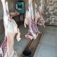 **گوسفند زنده بره نرینه قلم آبی**|حیوانات مزرعه|مشهد, نوید (بلوار کشاورز)|دیوار
