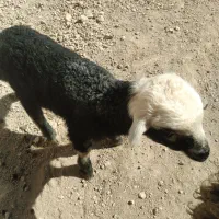 فروش میش وبره ماده