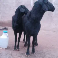 قوچ|حیوانات مزرعه|دوتپه, |دیوار