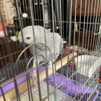 طوطی کاسکو نر ۸ ماهه