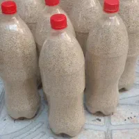 دانه روغنی
