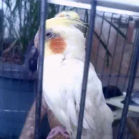 عروس هلندی نر ماده