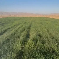 علف خسیل جو|گل و گیاه طبیعی|تربتحیدریه, پائین ولایت|دیوار