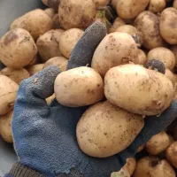 سیب زمینی بذری