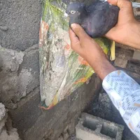 کبوتر دم سفید سالم سرحال نیاز به پول دارم|پرنده|رامهرمز, |دیوار