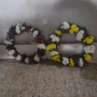 حلقه گردنی مناسب حجاج|گل و گیاه طبیعی|اهواز, اهواز|دیوار