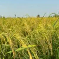 مزرعه برنج گیلان