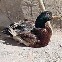 اردک