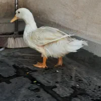 اردک