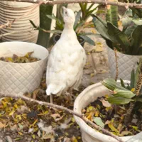 مرغ هلندی سفید