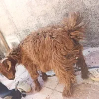 بزغاله ماده