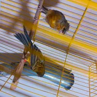 جفت قناری کلایی