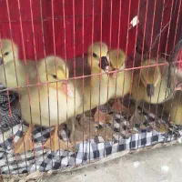 خروس کلنگی تاج مور