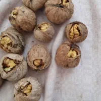 گردو|عمده‌فروشی|جوانرود, |دیوار