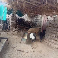 ورن|حیوانات مزرعه|کارزان, |دیوار