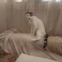 واگذاری گربه رایگان