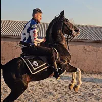 اسب 6 دنگ 5 نشان سر و دم گیر